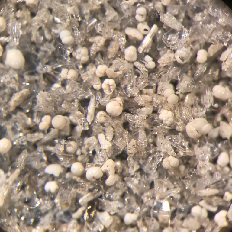 Photo of marine sediment and microfossils