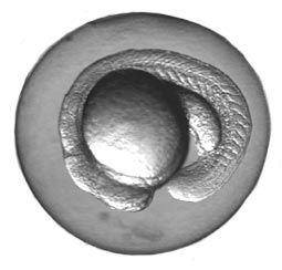 Embryo egg